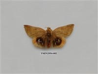 藏品(夜蛾322)的圖片